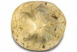 Polished Miocene Fossil Echinoid (Clypeaster) - Morocco #294062-1